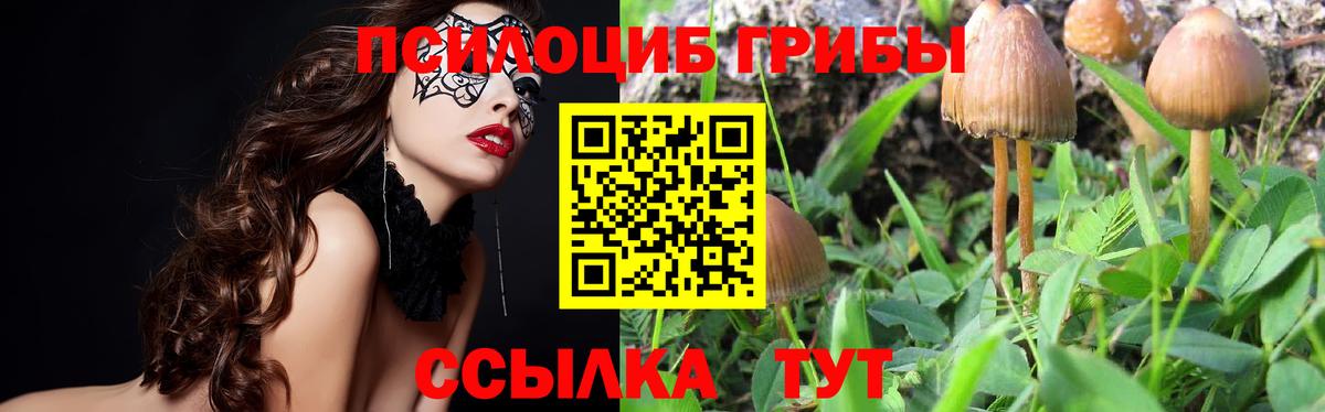 Псилоцибиновые грибы мицелий Каменск-Шахтинский